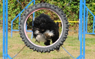 Agility