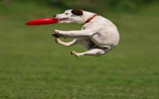 Stage di Disc Dog