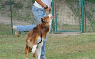 Stage di Dog dance