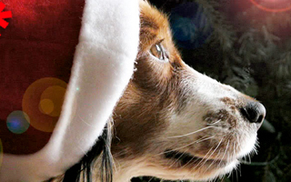 Festa di Natale