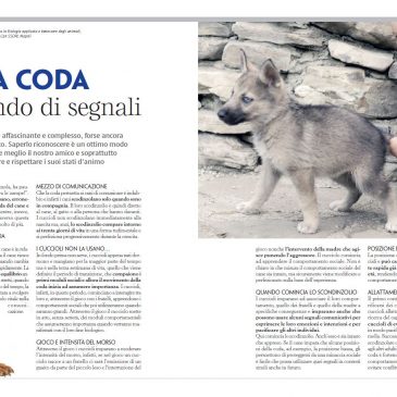 La coda un mondo di segnali – L. Pierantoni