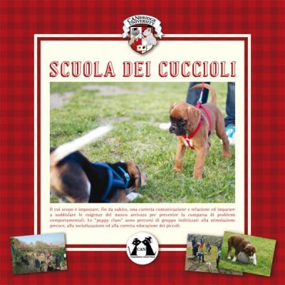 Scuola dei cuccioli