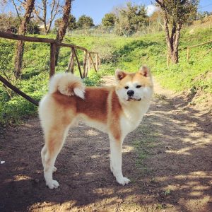 Cani felici e proprietari soddisfatti sono il nostro più importante obiettivo. Prime giornate di apertura, rodaggio andato alla grande 💪💪💪🐾❤️