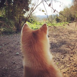 Cani felici e proprietari soddisfatti sono il nostro più importante obiettivo. Prime giornate di apertura, rodaggio andato alla grande 💪💪💪🐾❤️