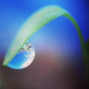 Basta una goccia di rugiada che si tiene ad un germoglio e cielo e terra si scambiano di posto 🌱💧❤  #boscosensoriale #boscourbano #napoli #natura #boscoincittà