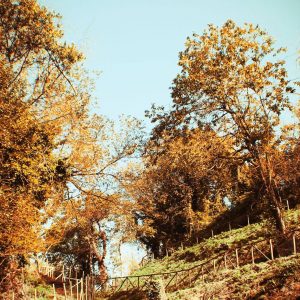 C’è una luce diversa nell’autunno. C’è una velleità di tregua, un bisogno di lasciare le folle estive e avvolgersi nei colori e nelle case.
